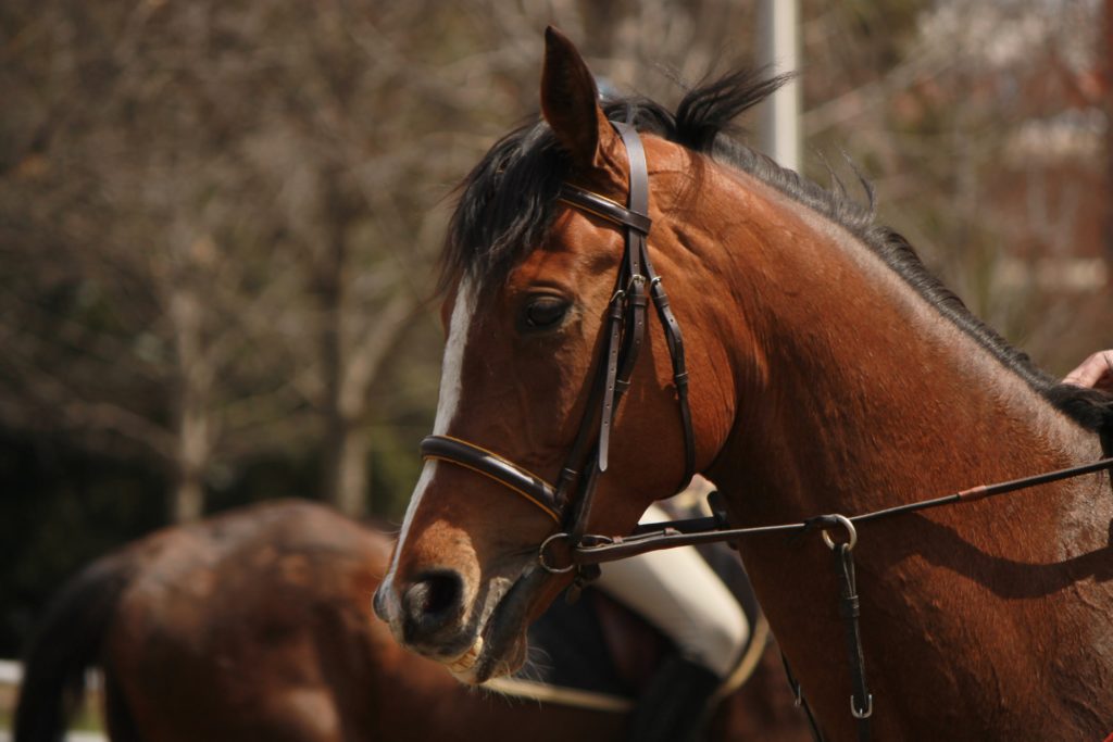A horse